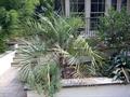 PURPLE YATAY PALM